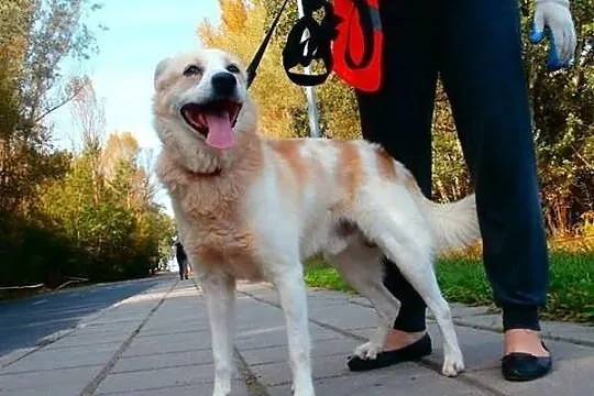 Uroczy ALBIN szuka domu