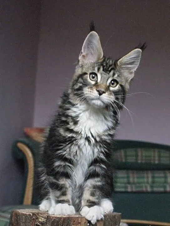 Kocurek maine coon