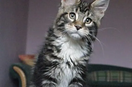 Kocurek maine coon