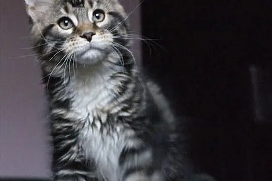 Kocurek maine coon