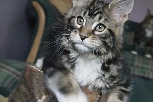 Kocurek maine coon