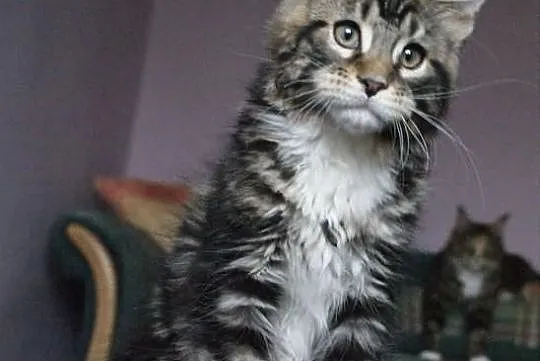 Kocurek maine coon
