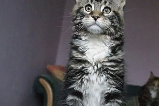 Kocurek maine coon