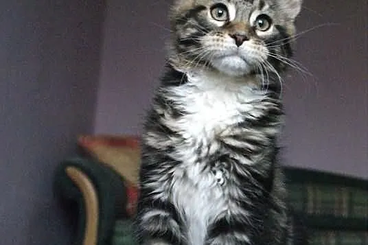 Kocurek maine coon