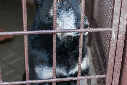 Balbina i jej tęsknota za człowiekiem...,  dolnośl