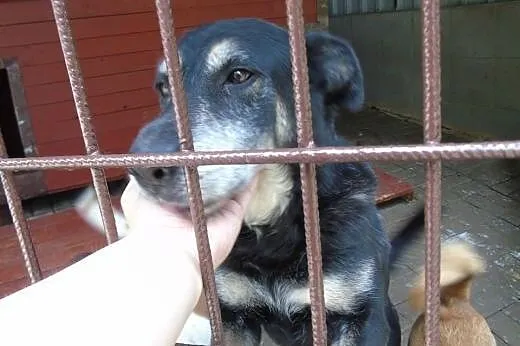 Balbina i jej tęsknota za człowiekiem...,  dolnośl