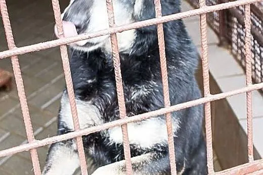 Balbina i jej tęsknota za człowiekiem...,  dolnośl