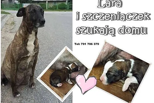 Psia rodzina na lodzie – Lara i jej szczeniak szuk