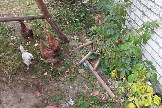Sprzedam młode kogutki, Podkarpackie, Staniszewskie