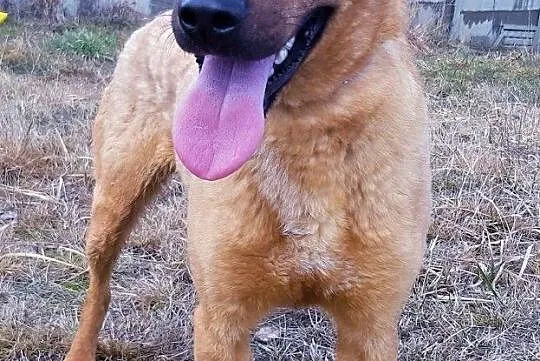 BARNEY - młody, wesoły, łagodny psiak do adopcji, Mazowieckie, Warszawa