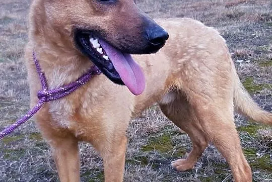 BARNEY - młody, wesoły, łagodny psiak do adopcji, Mazowieckie, Warszawa