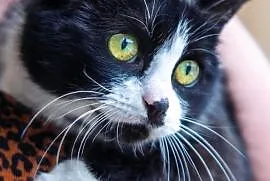 Petunia - przesympatyczna czarno-biała kotka szuka, Łódź