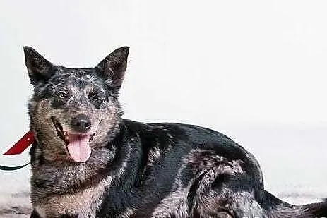 Niepowtarzalna Mysza szuka domu!