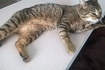 Kocurek Olo przyjacielski kochany kocurek szuka do