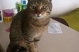 Kocurek Olo przyjacielski kochany kocurek szuka do