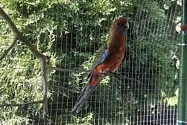 Papuga Rosella Królewska