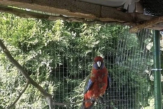 Papuga Rosella Królewska, Małopolskie, Wola Batorska