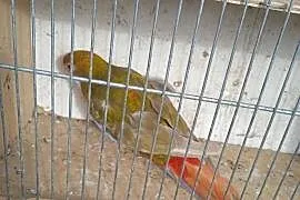 Papugi Rozella