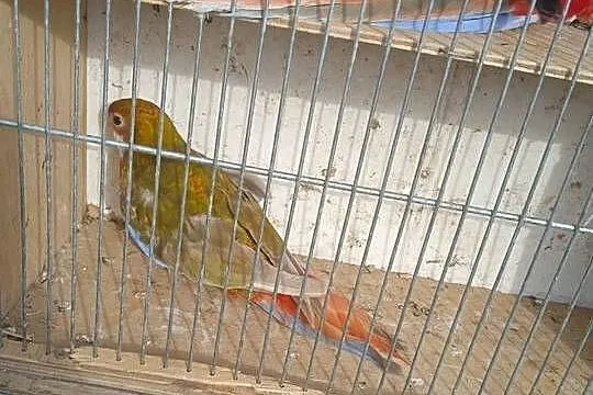 Papugi Rozella, Łódzkie, Brzeziny