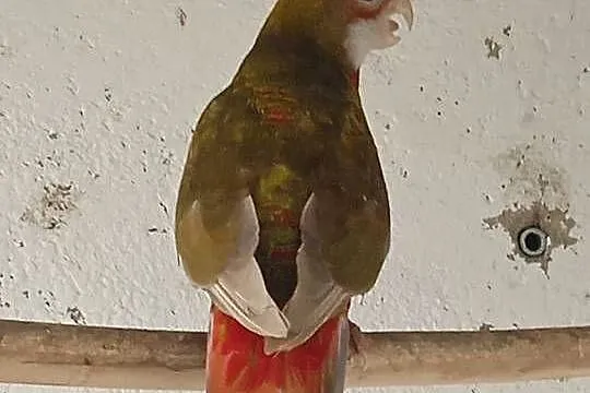 Papugi Rozella, Łódzkie, Brzeziny