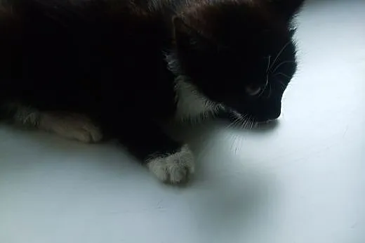 PILNE Kocia sierota z lasu potrzebuje domu ,  lube