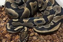 Pyton królewski 1.0 leopard het lavender het albino
