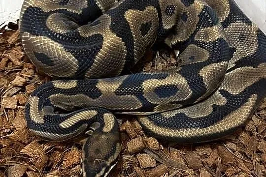 Pyton królewski 1.0 leopard het lavender het albino, Małopolskie, Kraków