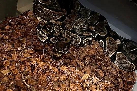 Pyton królewski 1.0 leopard het lavender het albino, Małopolskie, Kraków