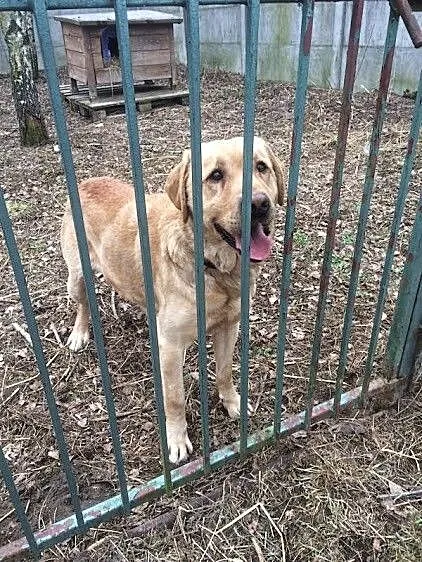 Aron labrador szuka domu