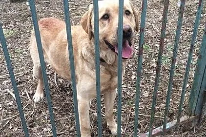 Aron labrador szuka domu
