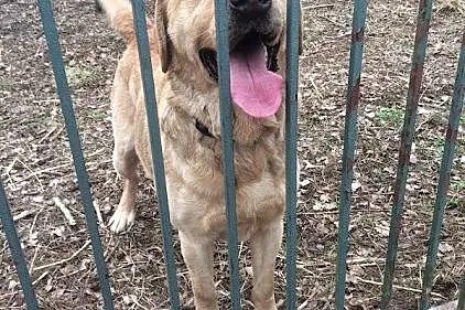 Aron labrador szuka domu