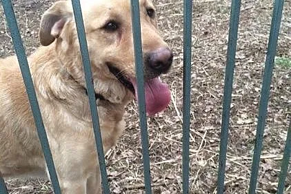 Aron labrador szuka domu