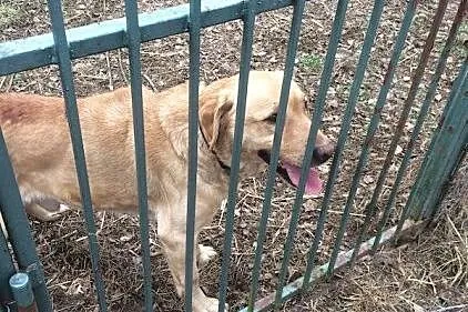 Aron labrador szuka domu