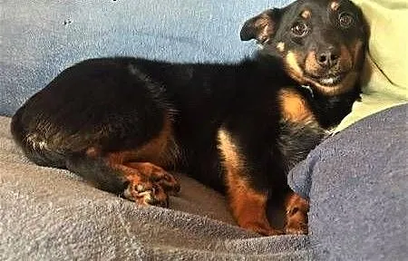 LALA - cudowna, mała 7 kg sunia szuka dobrego domu, mazowieckie Warszawa, Mazowieckie, Warszawa