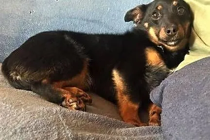 LALA - cudowna, mała 7 kg sunia szuka dobrego domu,  mazowieckie Warszawa, Mazowieckie, Warszawa