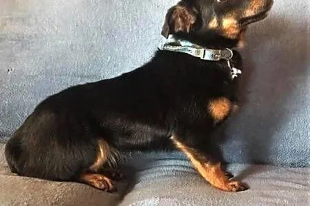LALA - cudowna, mała 7 kg sunia szuka dobrego domu,  mazowieckie Warszawa, Mazowieckie, Warszawa