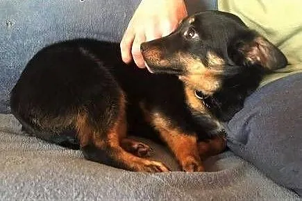 LALA - cudowna, mała 7 kg sunia szuka dobrego domu,  mazowieckie Warszawa, Mazowieckie, Warszawa