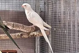 Księżniczka Walli
