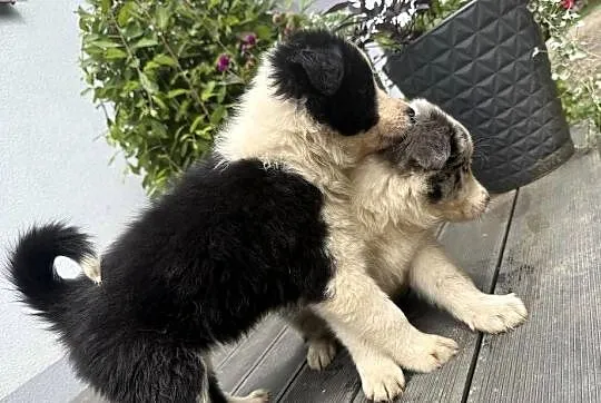 BORDER COLLIE  SZCZENIAKI Z RODOWODEM gotowe na zmianę  domu, Małopolskie, Myślenice