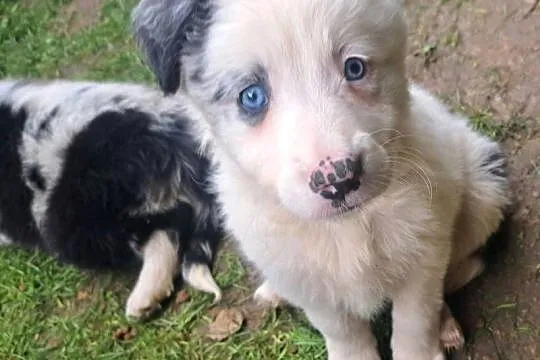 BORDER COLLIE  SZCZENIAKI Z RODOWODEM gotowe na zmianę  domu, Małopolskie, Myślenice