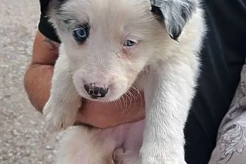 BORDER COLLIE  SZCZENIAKI Z RODOWODEM gotowe na zmianę  domu, Małopolskie, Myślenice