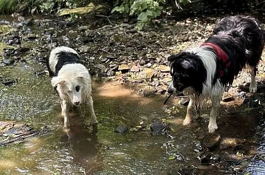 BORDER COLLIE  SZCZENIAKI Z RODOWODEM gotowe na zmianę  domu, Małopolskie, Myślenice