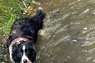 BORDER COLLIE  SZCZENIAKI Z RODOWODEM gotowe na zmianę  domu, Małopolskie, Myślenice