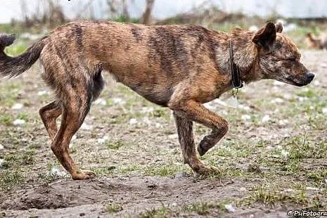 Pela, około roczna sunia,  łódzkie Piotrków Trybun