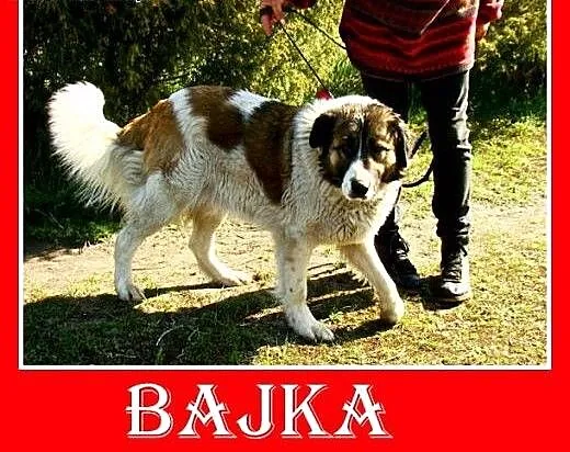 Bernardyn mix,młoda,wesoła,łagodna suczka BAJKA.Ad