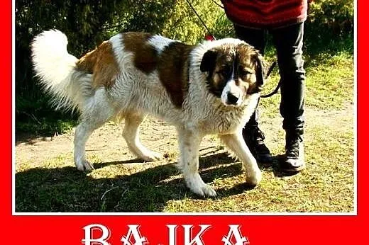 Bernardyn mix,młoda,wesoła,łagodna suczka BAJKA.Ad