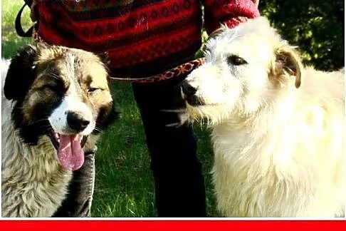 Bernardyn mix,młoda,wesoła,łagodna suczka BAJKA.Ad