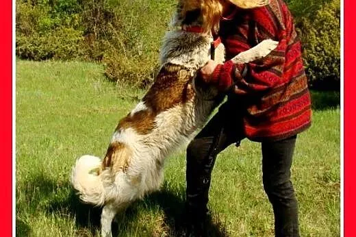 Bernardyn mix,młoda,wesoła,łagodna suczka BAJKA.Ad