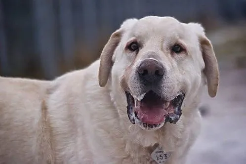 Baca - duży pies z ogromnym sercem szuka domu