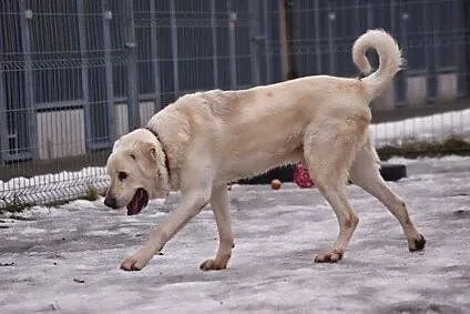 Baca - duży pies z ogromnym sercem szuka domu